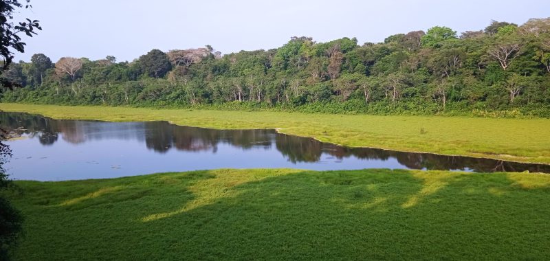 Otorongo Lake Marsh Side