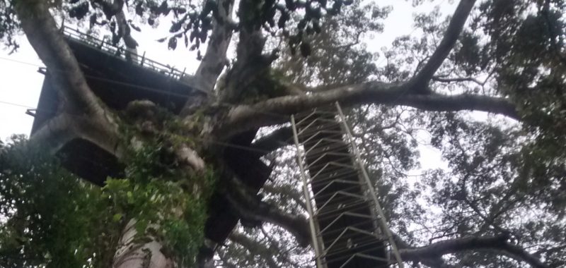 camungo lake canopy tower