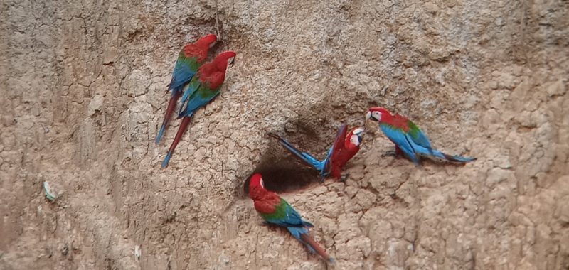 salvadorcillo-macaw-clay-lick